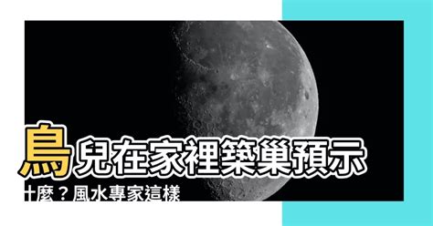 鳥在家築巢風水|【鳥在家裡築巢】鳥兒在家裡築巢預示什麼？風水專家。